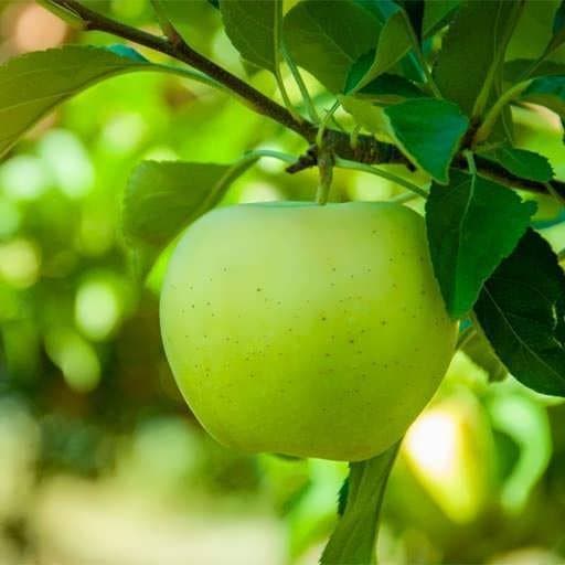 تصویر 3 از خرید سیب سبز + فروش عمده